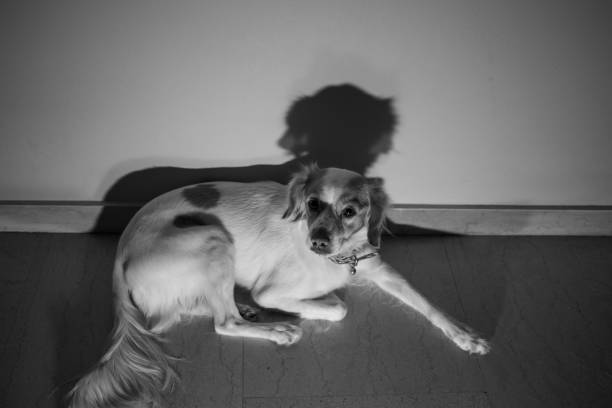istock Cute dog posing ready for play 1309452658
