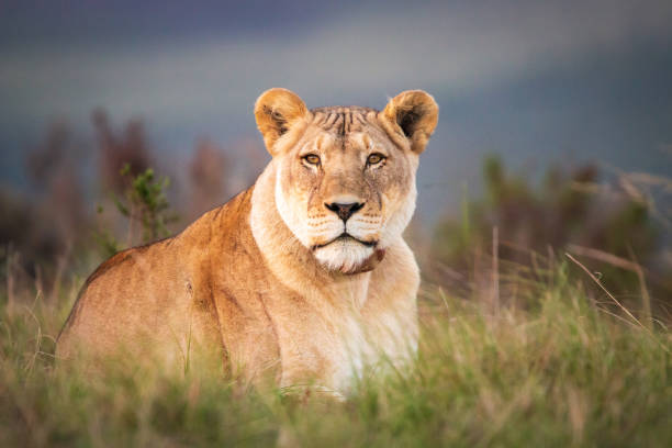 A single female lion lying in grass observing the environment