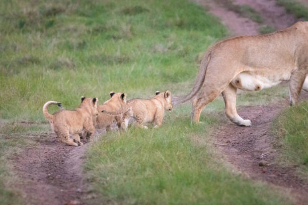 istock A lion mother with followed by its cubs 1309453465
