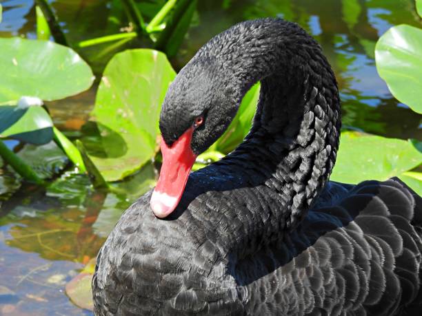 istock Black Swan (Cygnus atratus) close-up 1309453467
