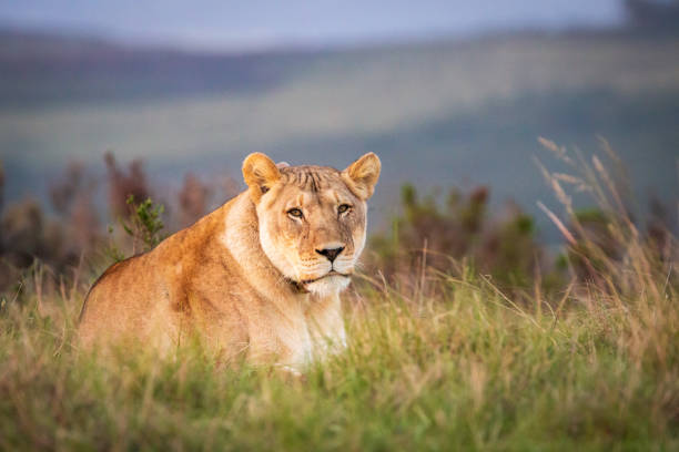 istock A single female lion lying in grass observing the environment 1309453614