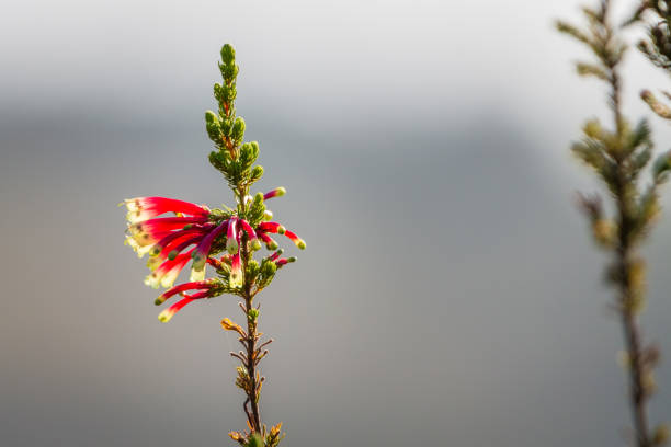 Erica versicolor with red tubular blossoms in Western Cape region in South Africa at sunrise