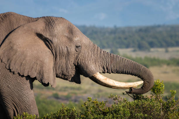 istock Eating elephant in South Africa 1309453708
