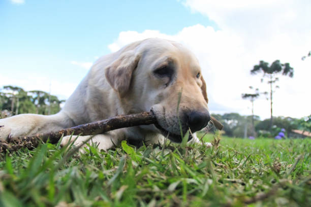 istock Dog in the grass biting a stick 1309453845