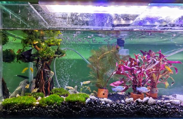 istock View of fish and trees in the aquarium 1309454591