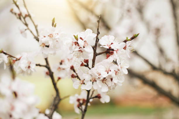 istock Apricot Flower Blossom. Early spring background 1309454636