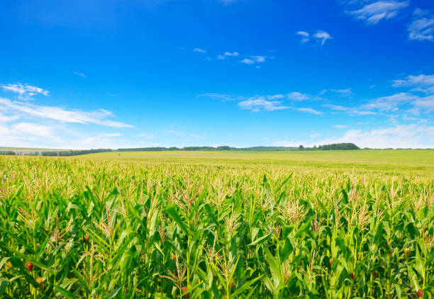 istock Corn field in the sunny and blue sky. agricultural landscape. 1309454685