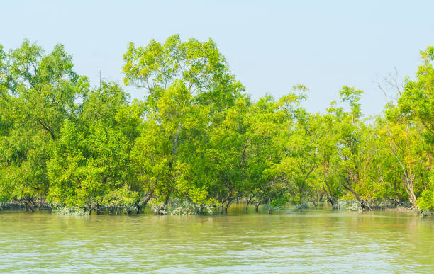 istock Mangroves in the Ganges Delta. 1309455978