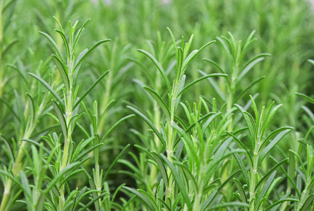 Green fresh rosemary spicy herb sprouts Green fresh rosemary spicy herb (Rosmarinus officinalis) sprouts growing, close up rosemary seedlings stock pictures, royalty-free photos & images