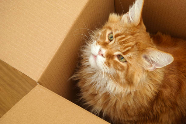 istock A red maine coon sitting in a cardboard box and looking upwards 1309457969