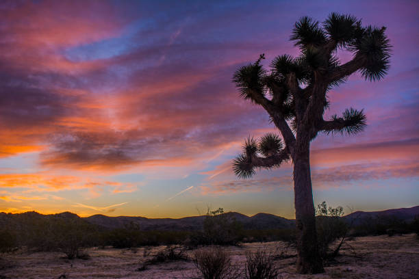 istock Joshua Tree Park, California 1309458261