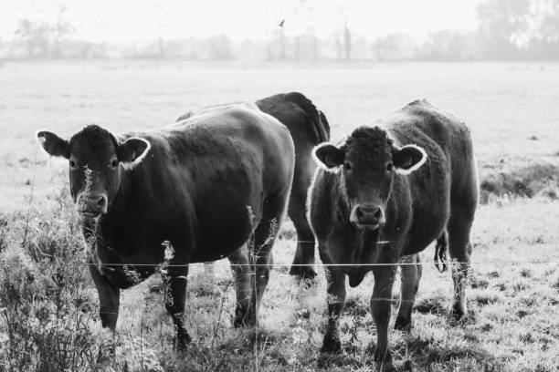 istock Cows are standing in the field, monochrome, black and white 1309460251
