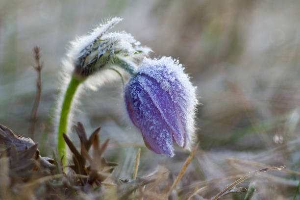 Pasque flowers - Pulsatilla grandis on springs field. Pasque flowers on spring field. Photo Pulsatilla grandis with nice bokeh. pulsatilla grandis stock pictures, royalty-free photos & images