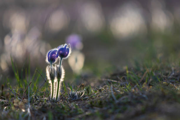 Pasque flowers - Pulsatilla grandis on springs field. Pasque flowers on spring field. Photo Pulsatilla grandis with nice bokeh. pulsatilla grandis field stock pictures, royalty-free photos & images