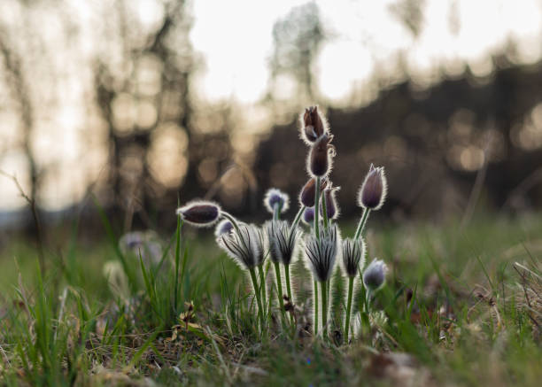 Pasque flowers - Pulsatilla grandis on springs field. Pasque flowers on spring field. Photo Pulsatilla grandis with nice bokeh. pulsatilla grandis stock pictures, royalty-free photos & images