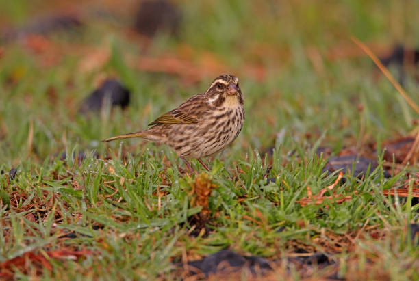 istock Streaky Seedeater 1309462678