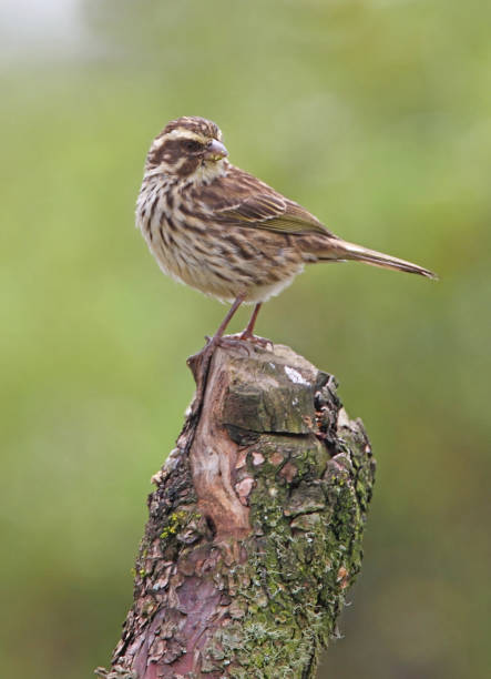 istock Streaky Seedeater 1309463772