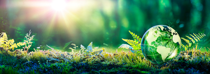 Clear blue sky above the soaring canopy and vibrant green foliage of a summer forest panorama.