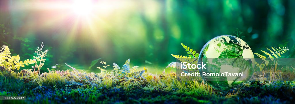 Environment Concept - Globe Glass In Green Forest With Sunlight Environment Conservation - Green Globe Glass On Moss Sustainable Resources Stock Photo