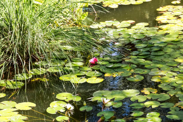 istock Flower water lily pink grows in a pond 1309464977