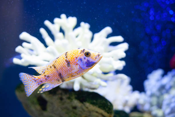 istock Bright beautiful ocean fish in blue sea water 1309465181