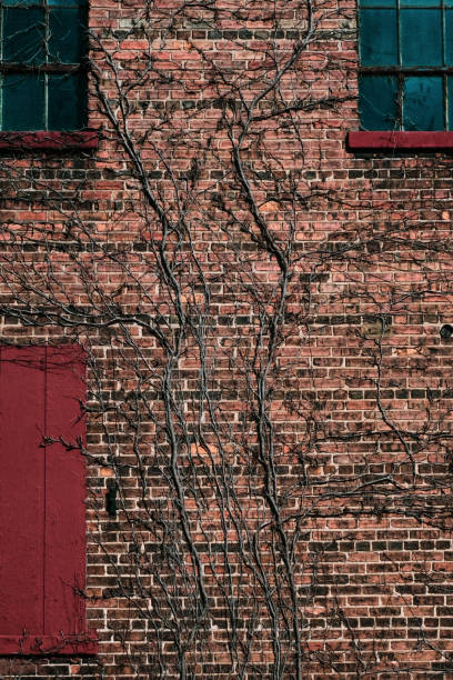 Ivy roots growing on urban brick wall with red door and windows