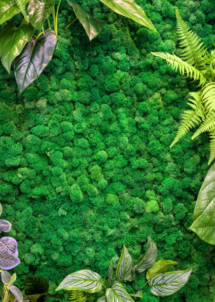 istock Vertical garden background, green moss in office or home interior for wallpaper 1309467141