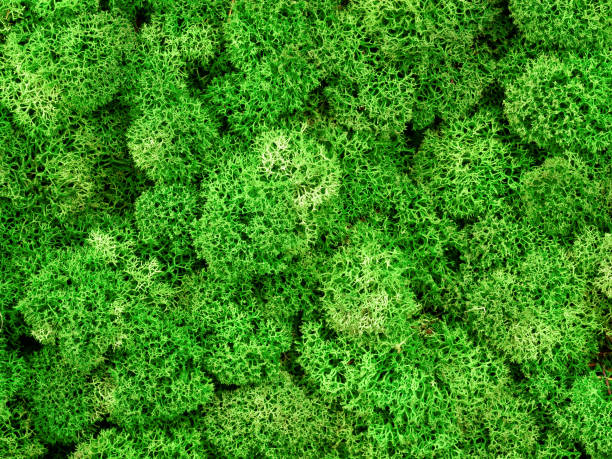 istock Moss texture background, macro view of green reindeer moss grows in forest marsh 1309467149