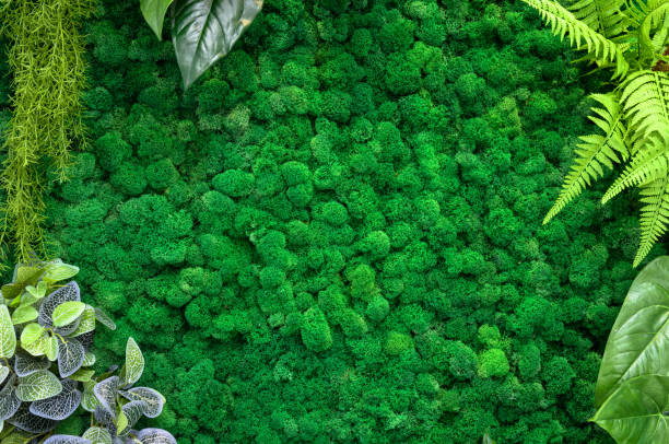 istock Vertical garden background, green moss in office or home interior for wallpaper. 1309467225