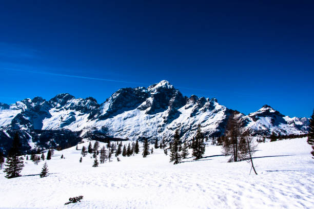 istock pines, snow and dolomites_4 1309469301