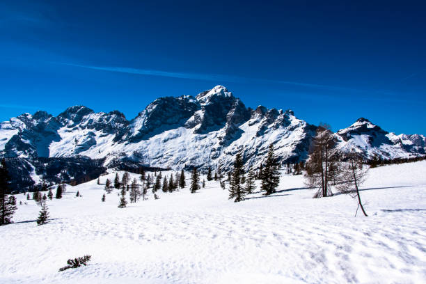 istock pines, snow and dolomites_5 1309469377