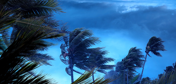 Tormenta tropical y palmeras sobre espeluznantes nubes de tormenta photo