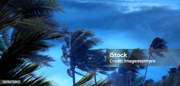 Tropical Storm And Palm Trees Over Spooky Storm Clouds Stock Photo - Download Image Now