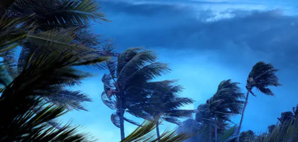 Palm tree leaves waving in windy tropical storm over dark clouds in Florida