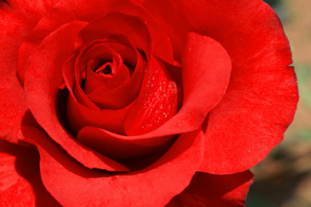 istock Beautiful roses blooming in the garden 1309472097