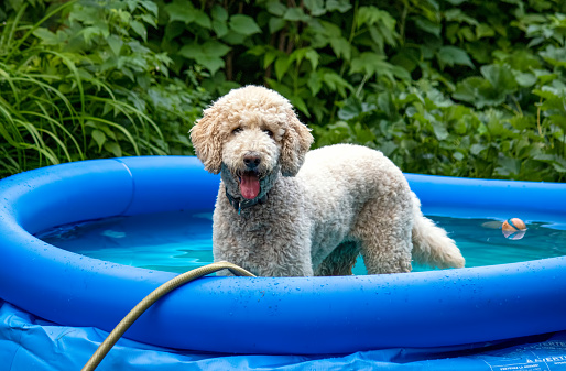 Young standard poodle cooling off in a blue inflatable pool in the backyard