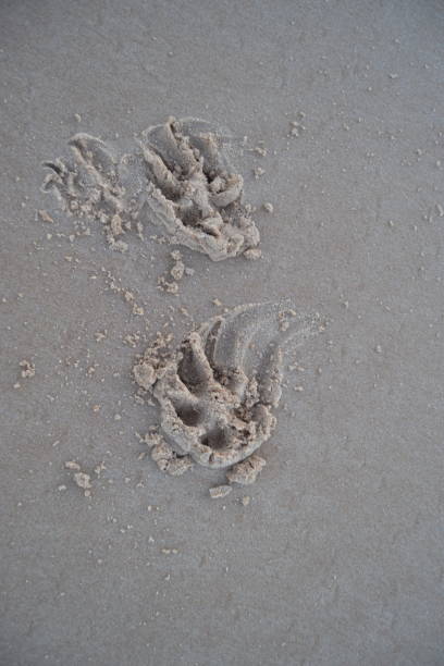 istock Dog footprint 1309472173