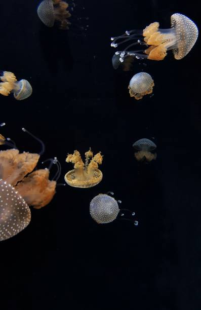 água-viva-de-rosa-branca - white spotted jellyfish fotos - fotografias e filmes do acervo