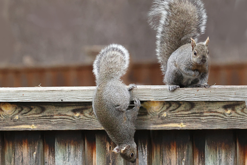 Grey squirrel attacking much smaller red squirrel on weathered wooden fence