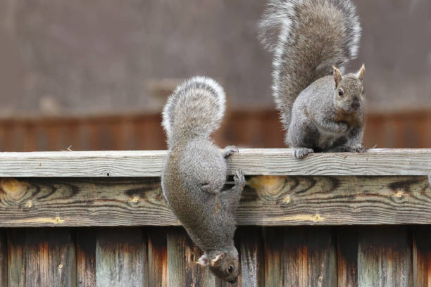 Photo of Grey Squirrel driving off red squirrel on backyard fence