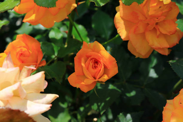 istock Beautiful roses blooming in the garden 1309473423