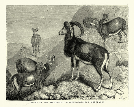 Vintage illustration of Corsican mouflon, wild mountain sheep, Ovis gmelini musimon var. Corsicana