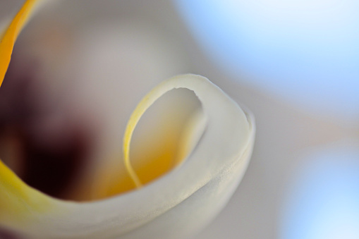 Macro photo of orchid flower