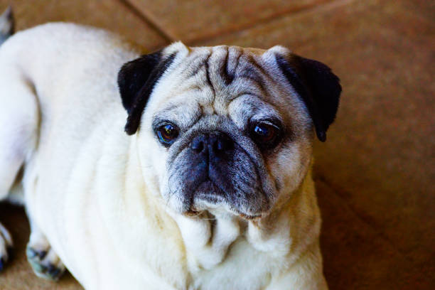 istock Dog / Pug portrait 1309475371