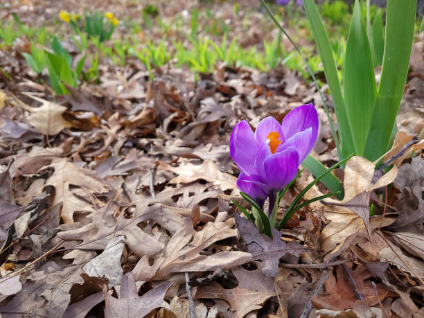 istock Purple Crocus in Oak Leaves 1309475425