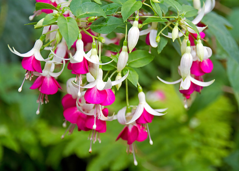 Fuchsia is a beautiful, exotic and fascinating flower with striking two-tone colors, which is in bloom more or less continuously from summer to autumn. Commonly grown in hanging basket, they are lantern-like flower in multi-colors such as red, pink, purple, orange and white. The flowers have four long, slender sepals and four shorter petals. In many species, sepals are bright red and the petals are purple, but the color can vary.\nThe fruit is a small reddish green, red or purple berry, containing numerous small seeds.