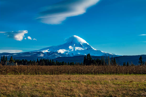 istock Mount Hood with Orchard and Field in Spring 1309478415