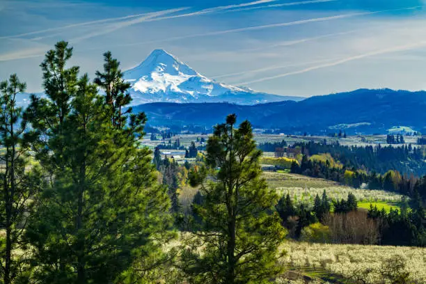 A distant hazy Mount Hood on a early spring day as seen from Panorama Point County Park with orchards in early bloom and vibrant green pine trees in the foreground