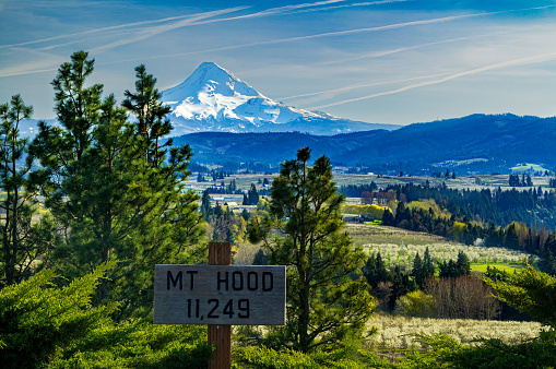 A distant hazy Mount Hood on a early spring day as seen from Panorama Point County Park with orchards in early bloom and vibrant green pine trees in the foreground and an 11,249 foot elevation marker
