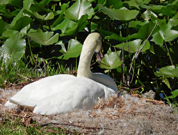 istock Mute Swan (Cygnus olor) in her nest 1309478469